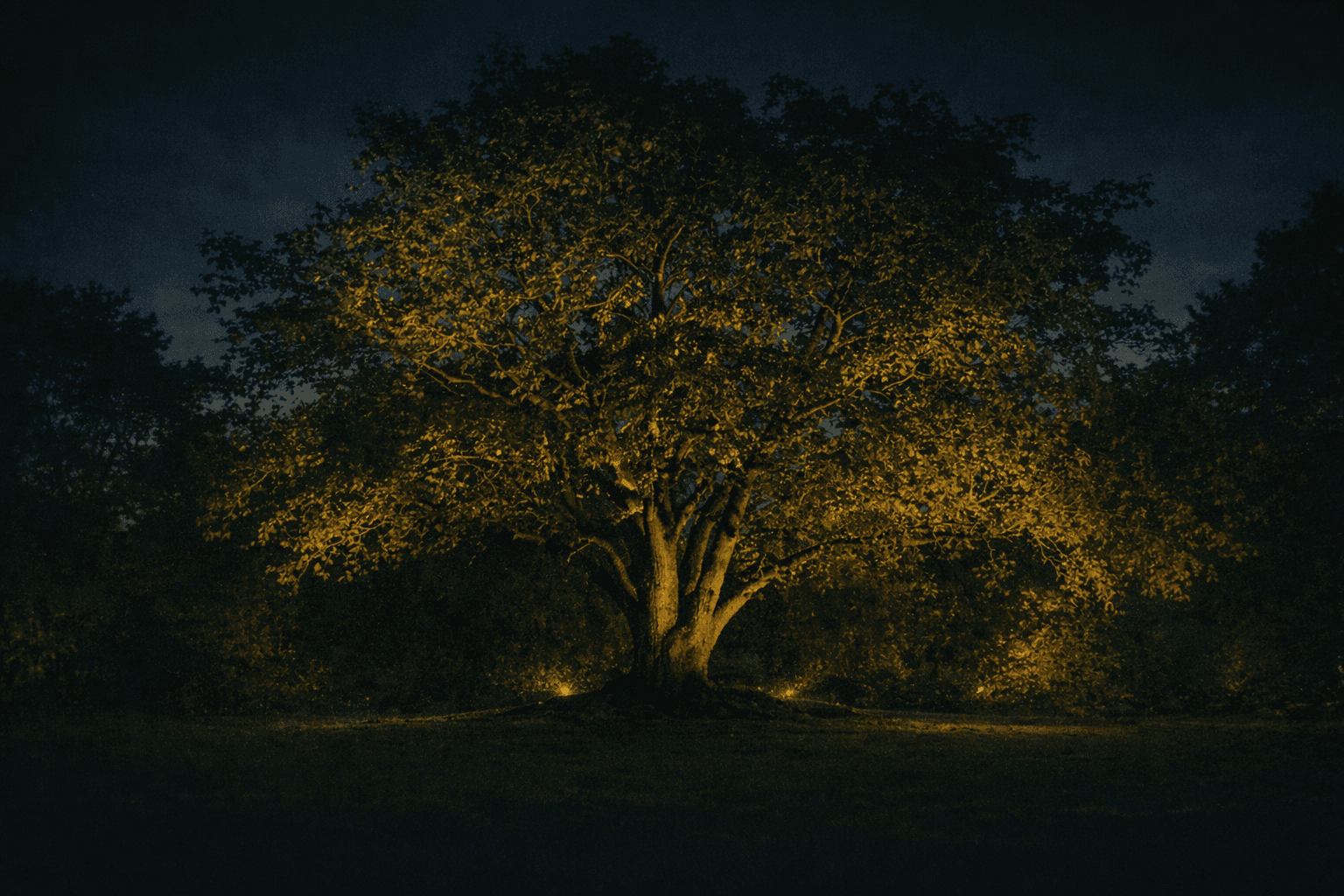Oak tree illuminated at night - CastleOak heritage